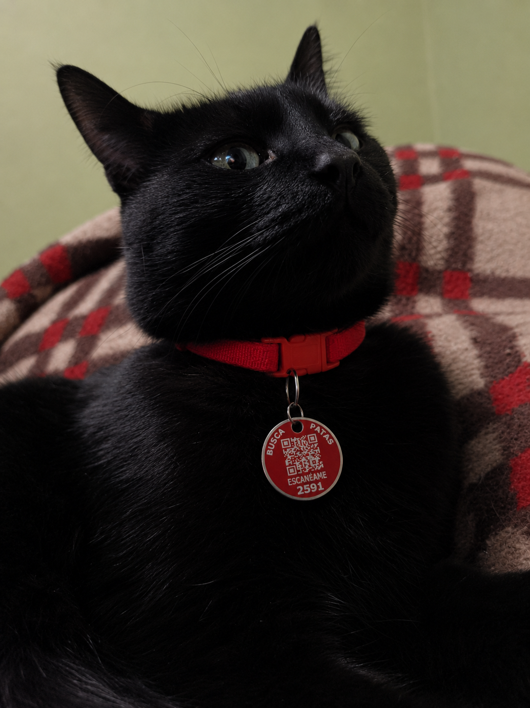 Negra
